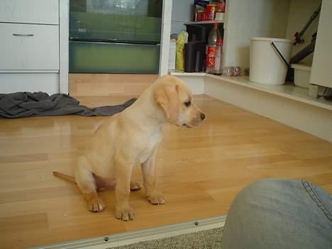 Labrador retriever Nala billede 9