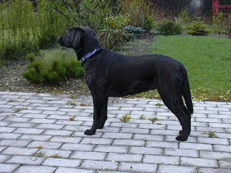 Labrador retriever Molly - Molly på morgen rundtur. billede 1