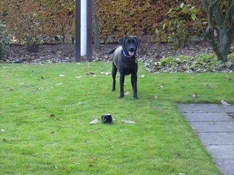 Labrador retriever Molly - Ok, Keld. Jeg kan snuppe den potte før dig. Kom så.  billede 2