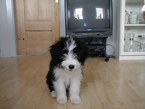 Bearded collie Igor´s Black Nanna - HAR ER LILLE NANNA HUN ER STRØRE  NU  billede 1