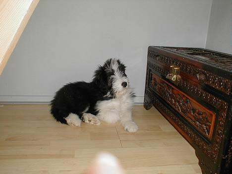 Bearded collie Igor´s Black Nanna billede 2