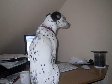 Blanding af racer Mille *Død* - hvov du fik en MSN besked.... hehe den er fra Camilla... hun laver et ansigt... jeg tror hun griner af mig :O/ billede 9