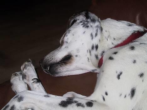 Blanding af racer Mille *Død* - hehe .. hun sover med halvt åben mund... :O) billede 10