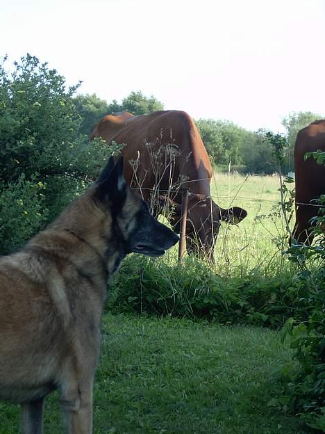 Malinois Skipper - Min søde vuffer ;) billede 1