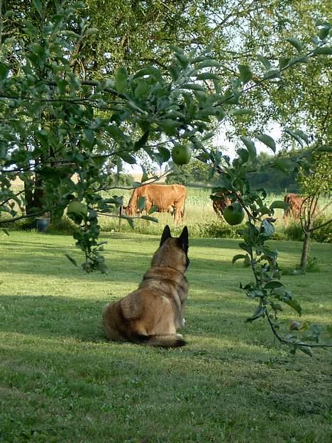 Malinois Skipper - Kigger på køerne. billede 2