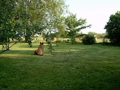Malinois Skipper - Kigger stadig på køerne... billede 3