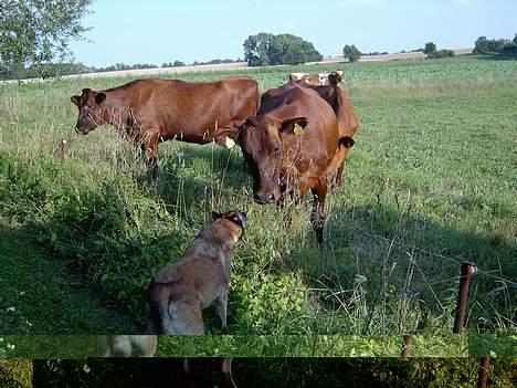Malinois Skipper - Han er meget nysgerrig billede 4