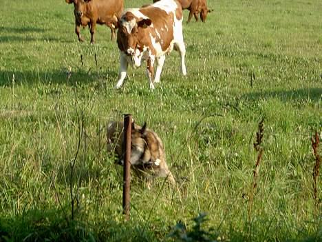 Malinois Skipper - Meeen også lidt bange :) billede 5
