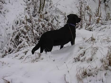 Labrador retriever Molly - Molly elsker at drøne rundt i sneen. billede 4