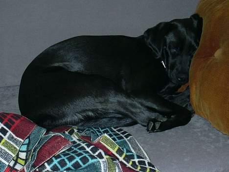 Labrador retriever Molly - Zzzzzz. billede 5