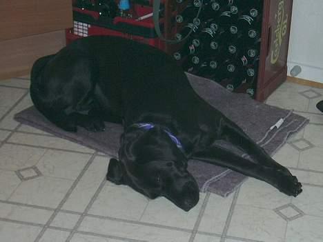 Labrador retriever Molly - Slangehunden Molly. En sovestilling som jeg troede var umulig. billede 7