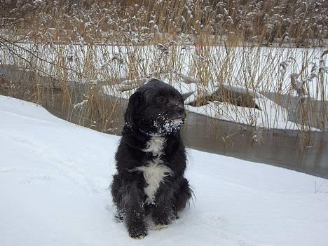 Blanding af racer Soffi - sneee ! billede 4