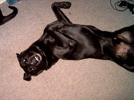 Labrador retriever Bastian - Bastian spiller død billede 6