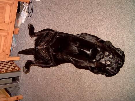 Labrador retriever Bastian - Tara det er Bastians mor hun leger med et stykke parpir i munden  billede 7