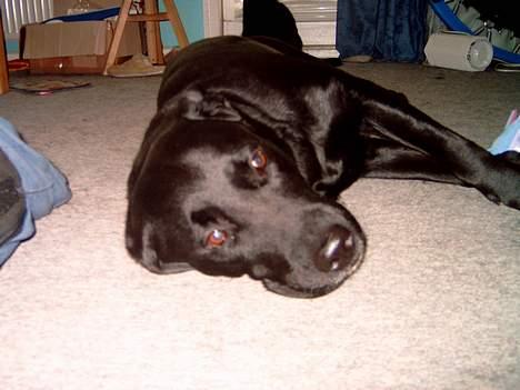 Labrador retriever Bastian - Nu slapper vi af  billede 8