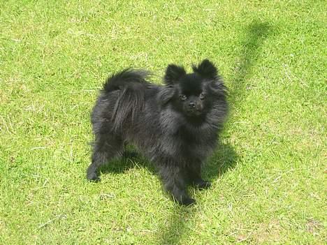 Kleinspitz Hot Sweet Black Bear - Flot! Hun tror vist at hun er til udstilling:-) billede 1