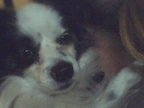 Papillon Muddi billede 1