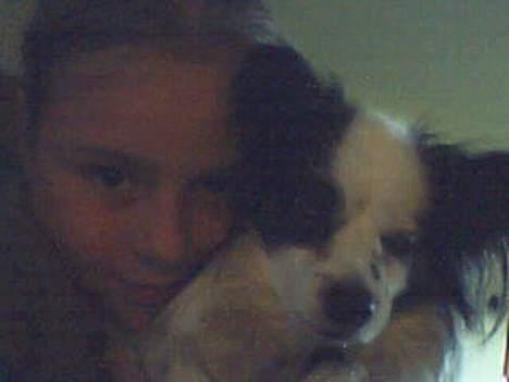 Papillon Muddi billede 2