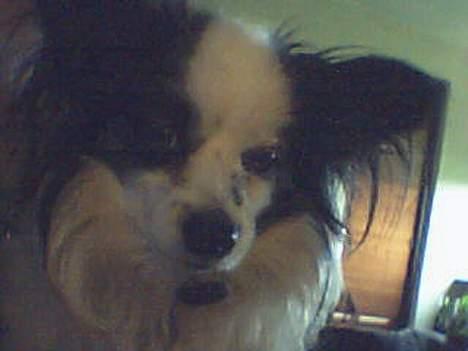 Papillon Muddi billede 3