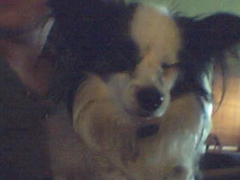 Papillon Muddi billede 4