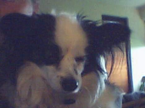 Papillon Muddi billede 5