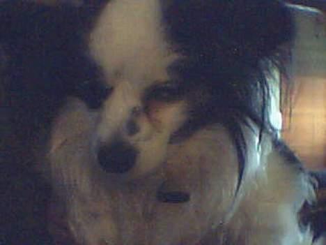 Papillon Muddi billede 6