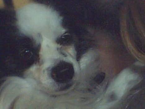 Papillon Muddi billede 7