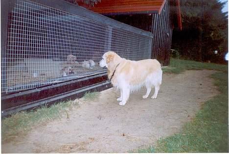 Golden retriever Nikki (Død) - Nikki kigger på kaniner billede 1