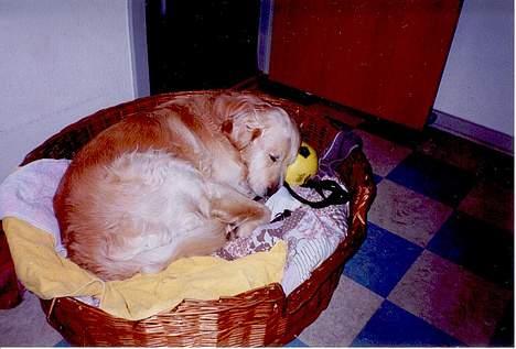 Golden retriever Nikki (Død) - Nikki sover billede 2
