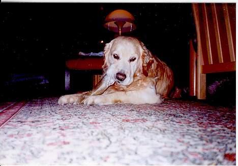 Golden retriever Nikki (Død) - "det er MIT ben" billede 4