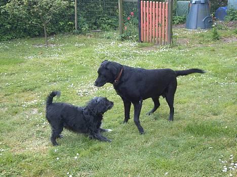 Blanding af racer Soffi - Heej! :) Koom nu kamilla! Lad ozz lege! billede 3