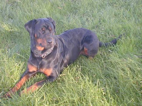 Rottweiler Merlot - her ser i så min smukke hund!! : ) billede 1