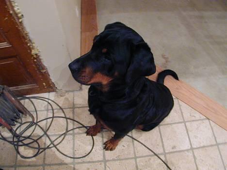 Rottweiler Merlot - :-) billede 3