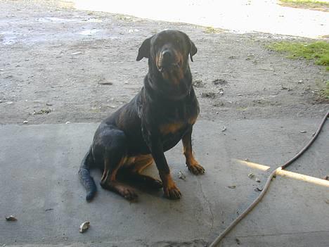 Rottweiler Merlot - hej med jer billede 4