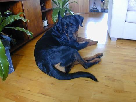Rottweiler Merlot - her lægger hun oppe i vores lejlighe billede 5
