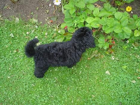 Mellempuddel Liva - Ud og kigge i planterne billede 2