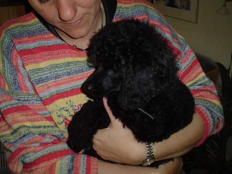 Mellempuddel Liva - Hun ligger og sover i min mors arme billede 4