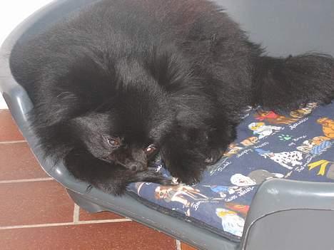 Kleinspitz Hot Sweet Black Bear - Nåe. Hun er vist lidt træt her. billede 2