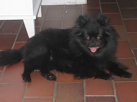 Kleinspitz Hot Sweet Black Bear - Her ligger hun og slapper af efter en gåtur. billede 3