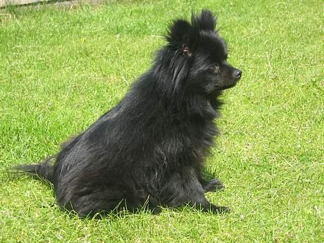 Kleinspitz Hot Sweet Black Bear - Her sidder hun bare og nyder det gode vejr. billede 4