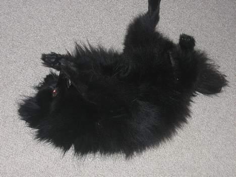 Kleinspitz Hot Sweet Black Bear - Jaa. Hun er lidt pjattet. Her ligger hun og ruller rundt. billede 5