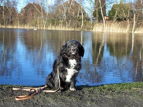 Blanding af racer Soffi - nååår lille sof . billede 5