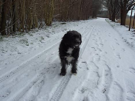 Blanding af racer Soffi billede 6