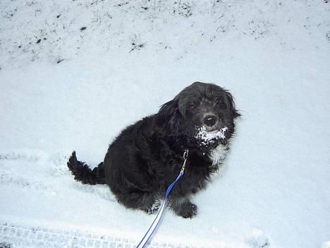 Blanding af racer Soffi - Bare vent diig lille Louise! billede 7