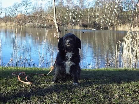 Blanding af racer Soffi billede 10