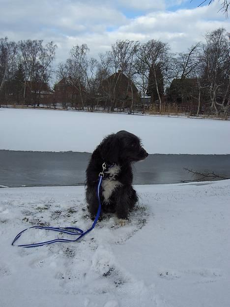 Blanding af racer Soffi billede 8