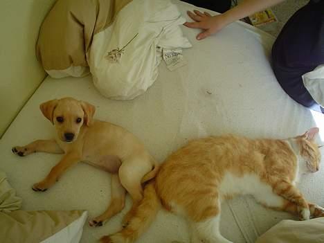 Labrador retriever Nala billede 10