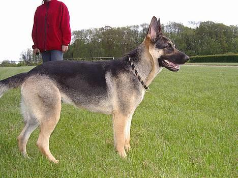 Schæferhund Milla - her er jeg! billede 3