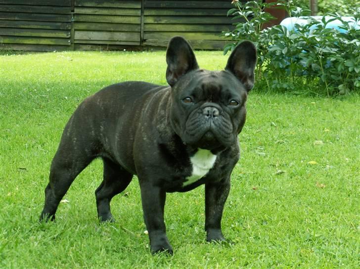 Fransk bulldog Astrid - Foto: Winnie Kongsnæs billede 1