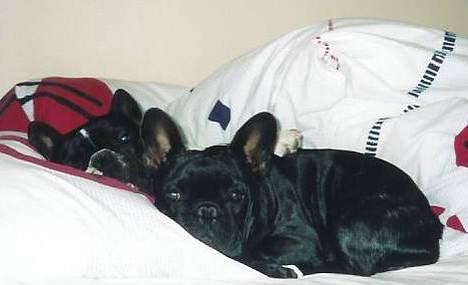 Fransk bulldog Astrid - Foto: Winnie Kongsnæs billede 2
